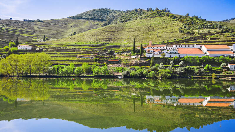 Vinrankr på rad i Dourodalen, Portugal.
